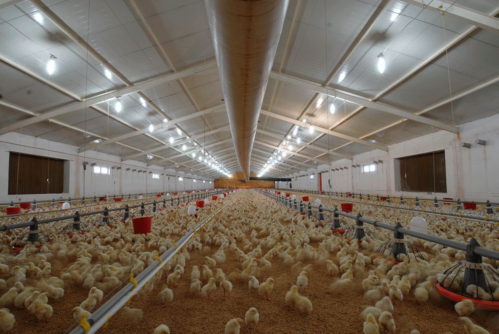 Проектирование птицефабрик для Ямало-Ненецкого автономного округа: особенности, стандарты и решения